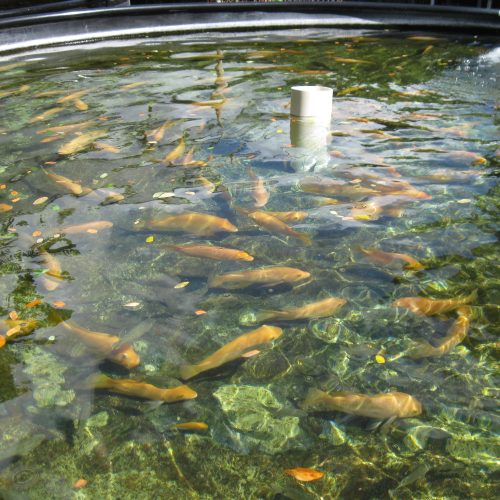 5210685763_3f0849fd79_k Tilapia Farm